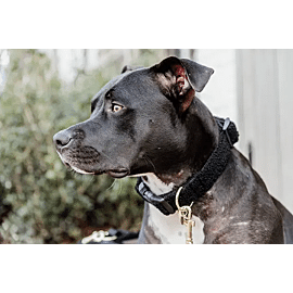 Kentucky Hondenhalsband | Teddy Fleece 